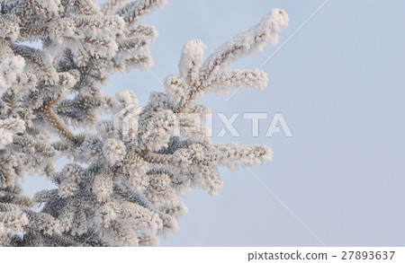 Frozen needles of pine tree 27893637