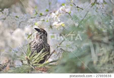 Fieldfare (Turdus pilaris) on spring tree 27893638