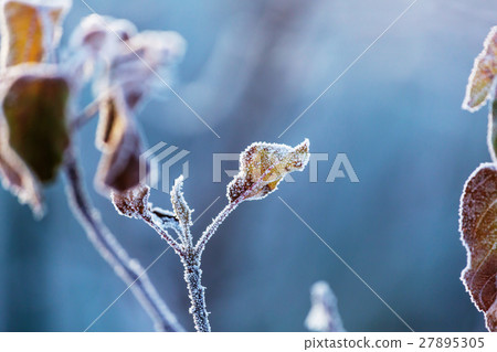 Frost 27895305