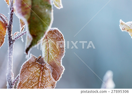Frost 27895306