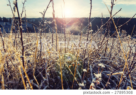 Frozen grass 27895308