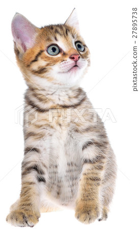 Shorthair brindled kitten 27895738