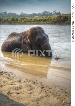 elephants in Chitwan elephants in Chitwan 27896556