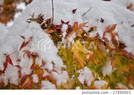 秋天的落葉和雪 27898801