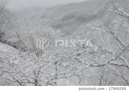 吉野山的寒冷 吉野山的寒冷 27900288