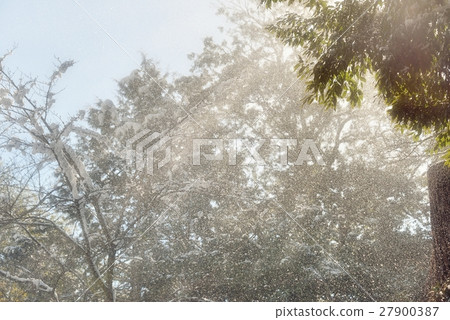 吉野的森林,粉雪飄飄 吉野的森林,粉雪飄飄 27900387