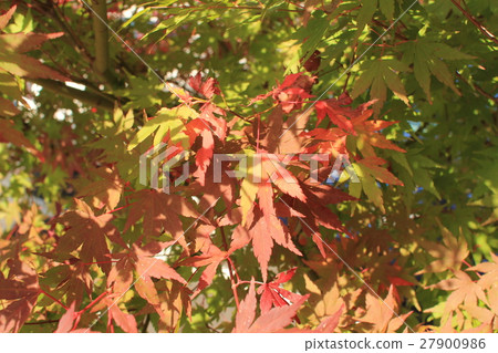 秋天的楓葉 27900986