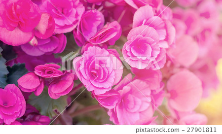 beautiful pink begonias in the garden. beautiful pink begonias in the garden. 27901811