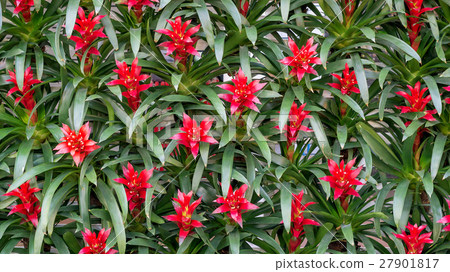 Red Bromeliads flowers in the garden. 27901817