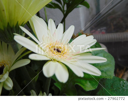 Gerbera Gerbera 27902772