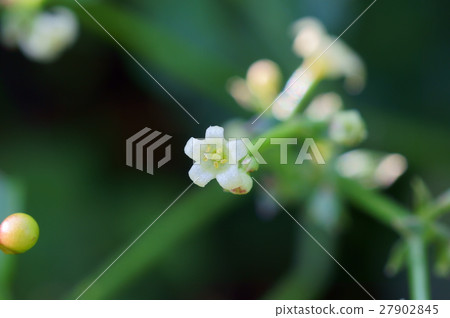 一棵小茜草樹的花 27902845