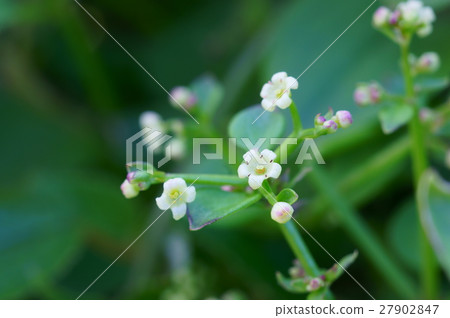 一棵小茜草樹的花 27902847