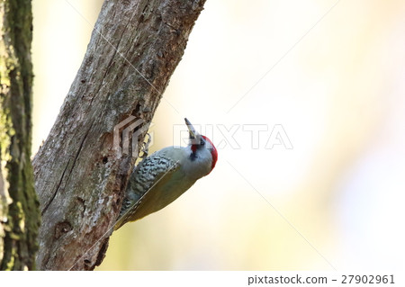 Aogera Aogera 27902961