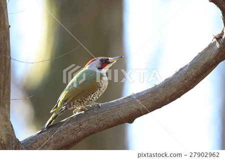 Aogera Aogera 27902962