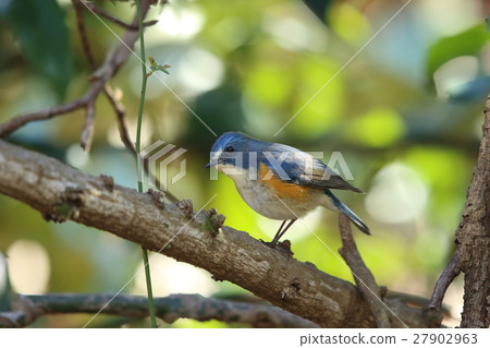 藍鳥 藍鳥 27902963