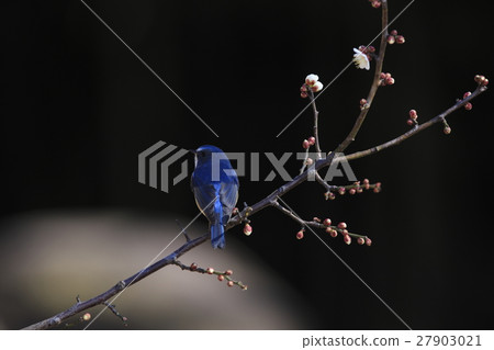 Ruribitaki Ruribitaki 27903021