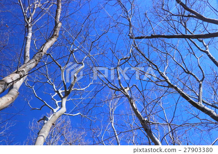 落葉樹和藍天 落葉樹和藍天 27903380