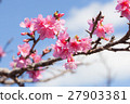 Cherry Blossoms   27903381