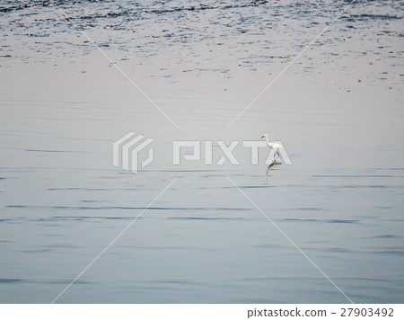 Little Chinese egret bird walking Little Chinese egret bird walking 27903492