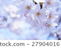 櫻花盛開 27904016