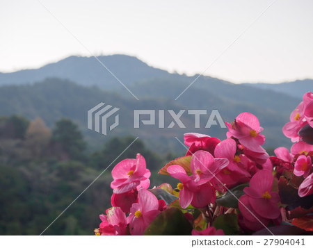 Begonia flowers at a mountain background. Begonia flowers at a mountain background. 27904041