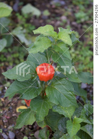 茄科 27904266