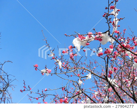 冰雪覆蓋的梅花 27904277