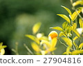 citrus 27904816