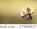 Withered seed 27904817
