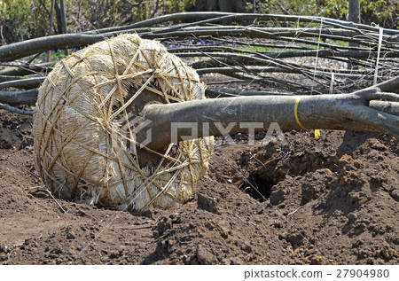 Root winding 27904980