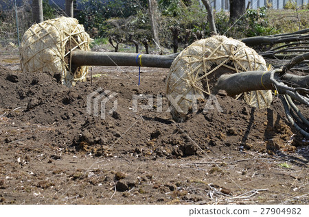Root winding Root winding 27904982