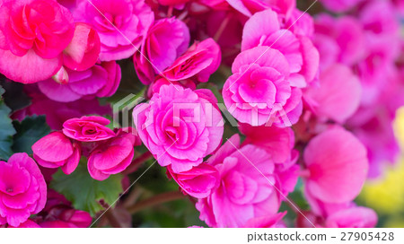 beautiful pink begonias in the garden. beautiful pink begonias in the garden. 27905428
