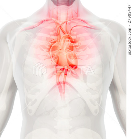 3D illustration of Heart, medical concept. 3D illustration of Heart, medical concept. 27905447