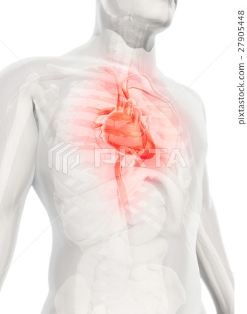 3D illustration of Heart, medical concept. 3D illustration of Heart, medical concept. 27905448