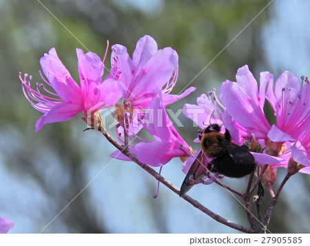 Azaleas and flowers (Spring 2016 Nakatsugawa City, Gifu Prefecture) Azaleas and flowers (Spring 2016 Nakatsugawa City, Gifu Prefecture) 27905585