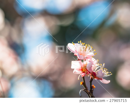 Flower blooming in early spring Flower blooming in early spring 27905715