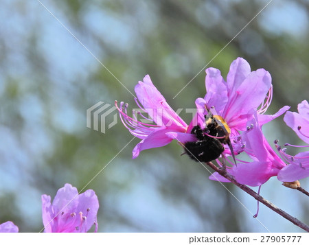 Azaleas and flowers (Spring 2016 Nakatsugawa City, Gifu Prefecture) 27905777