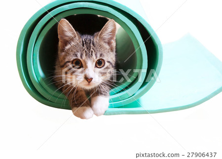 Kitten sitting on a yoga mat on a white background Kitten sitting on a yoga mat on a white background 27906437