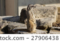 meerkat  27906438