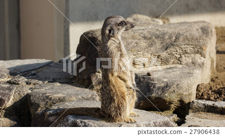 meerkat  27906438