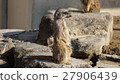 meerkat  27906439