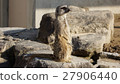 meerkat  27906440