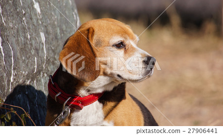  Beagle 27906441