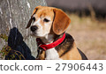  Beagle 27906443