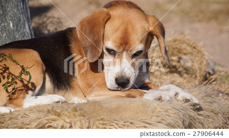  Beagle 27906444