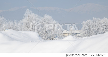 Trees covered with hoarfrost and snow Trees covered with hoarfrost and snow 27906475