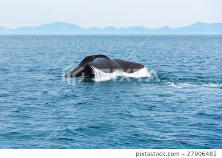 鯨魚開始Shiretoko Rausu潛水 27906481