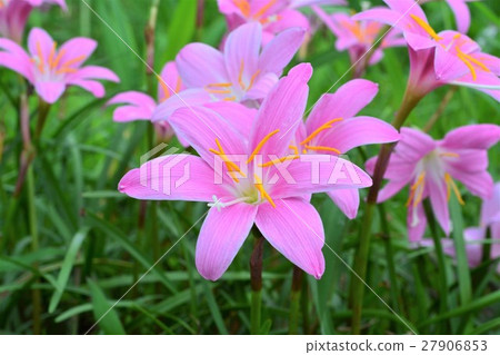 Saffron Moddoki Saffron Moddoki 27906853