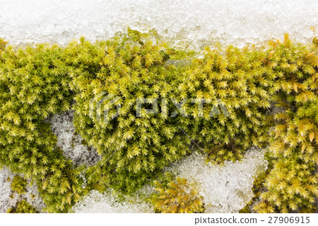 Ciliate hedwigia moss on snowy stone 27906915