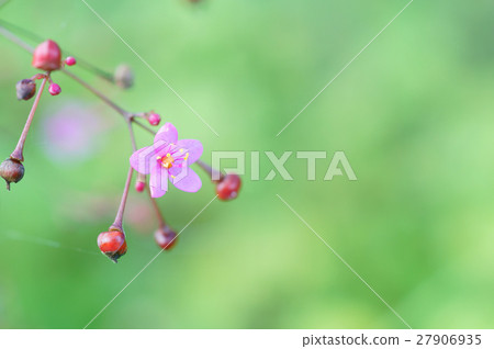 小而可愛的hazelan 27906935